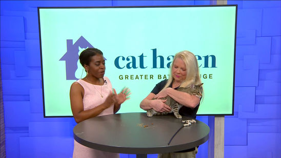 Whisker Wednesday 3-4-26